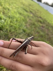 Schistocerca alutacea