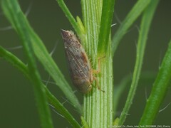 Acinopterus acuminatus