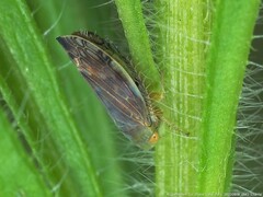 Acinopterus acuminatus