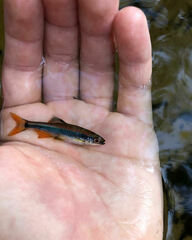 Pteronotropis metallicus