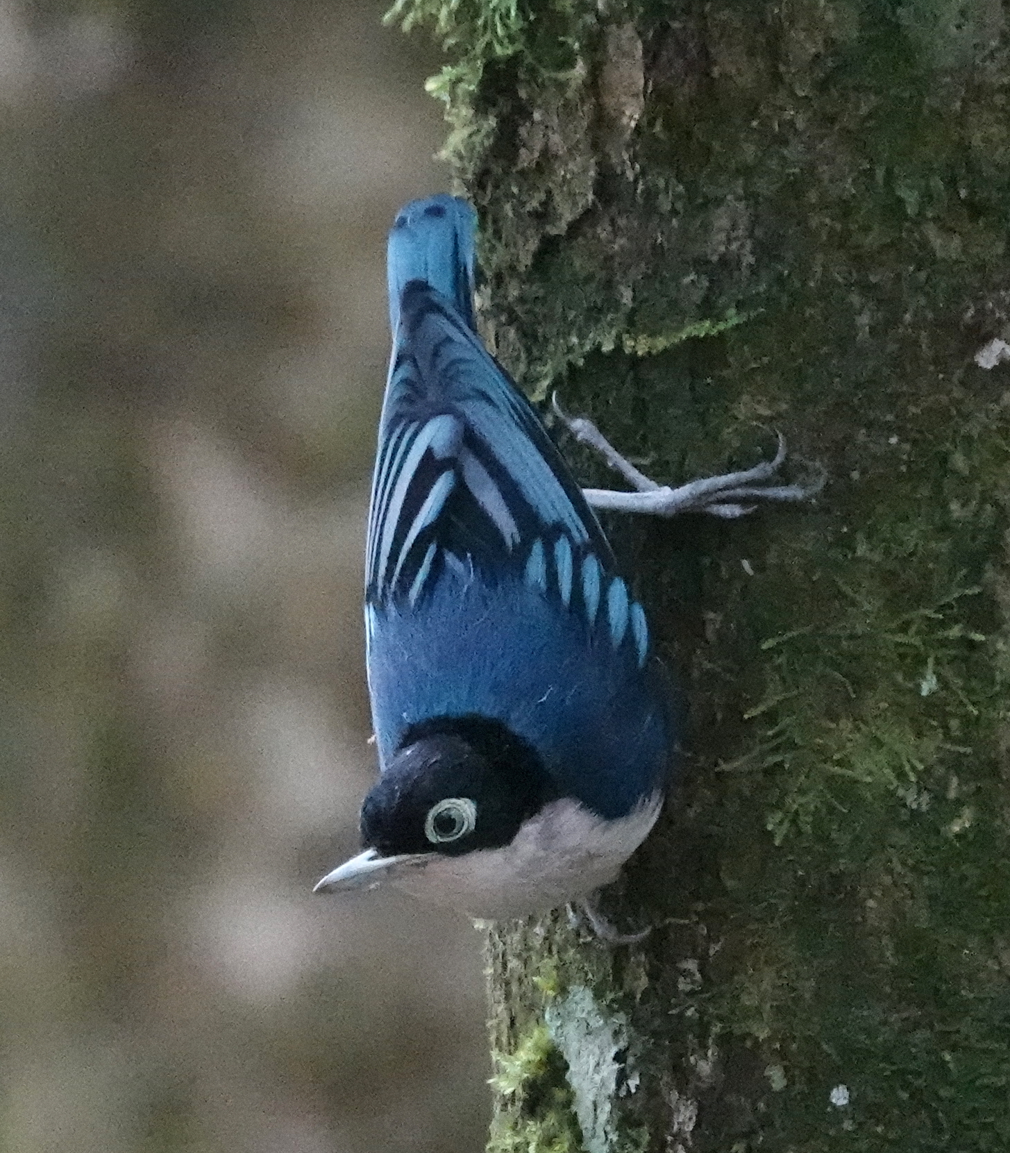 Blue Nuthatch (Sitta azurea)