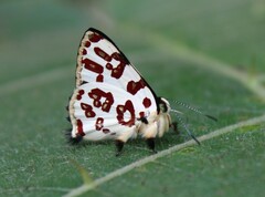Anteros bracteata
