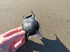 Amblyraja doellojuradoi