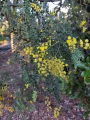 Acacia vestita