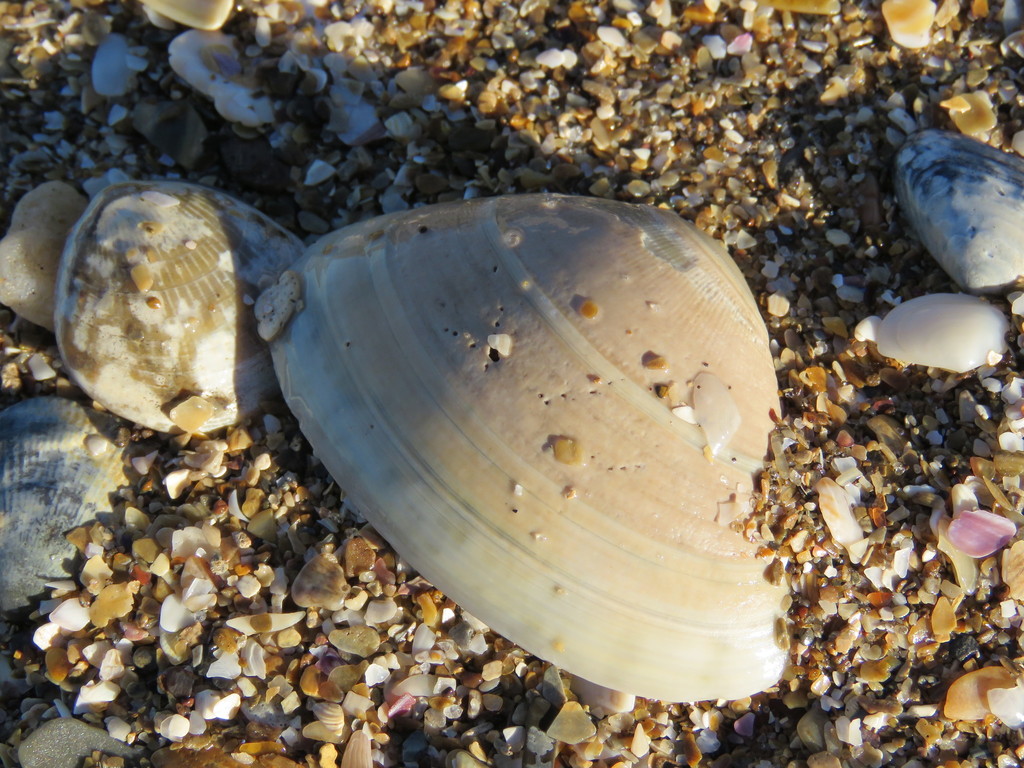 Tivela dentaria