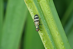 Chaetopsis massyla