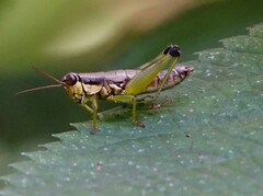 Melanoplus gracilis