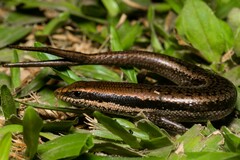 Notomabuya frenata