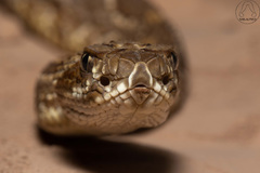 Crotalus durissus terrificus