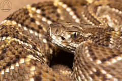 Crotalus durissus terrificus
