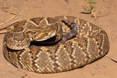Crotalus durissus terrificus