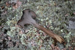 Craterellus calyculus