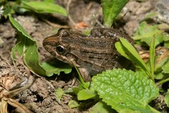 Miranda's White-Lipped Frog photo 5