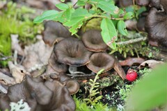 Craterellus calyculus