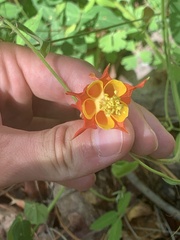 Aquilegia desertorum