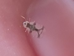 Stephanitis pyrioides