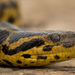 Yellow Anaconda - Photo (c) Alfredo Sabaliauskas, some rights reserved (CC BY-NC), uploaded by Alfredo Sabaliauskas