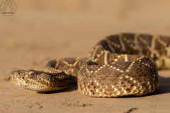 Crotalus durissus terrificus