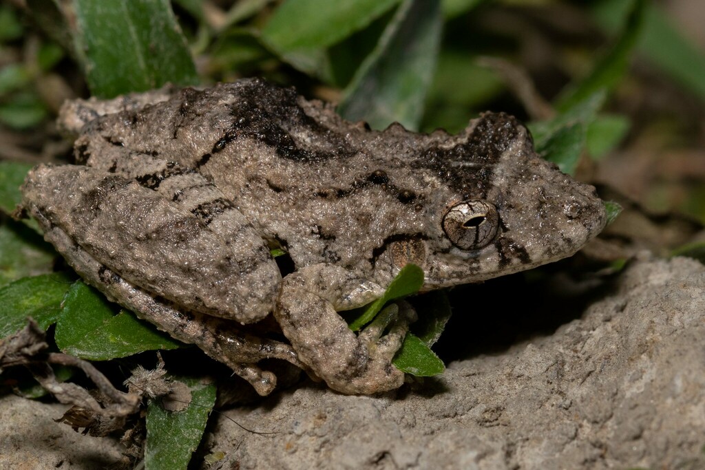 Mato Grosso Snouted Treefrog