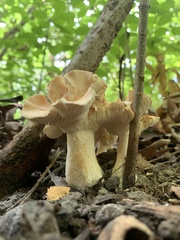 Hydnum subolympicum