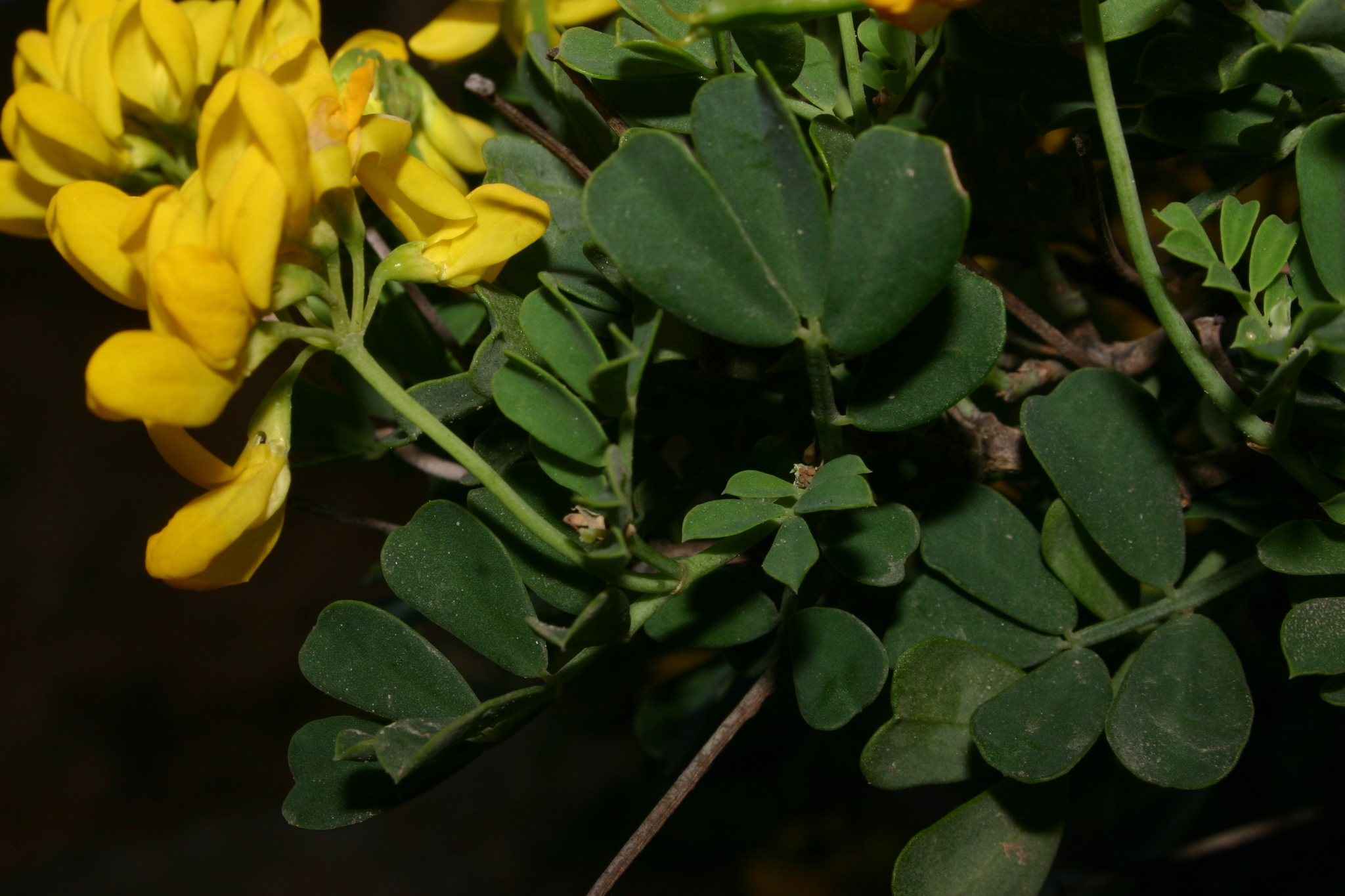 Coronilla valentina ssp. glauca