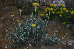 Helichrysum pendulum fontanesii