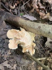 Hydnum subolympicum