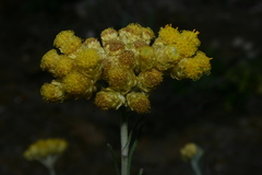 Helichrysum pendulum fontanesii