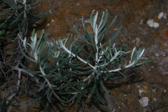Helichrysum pendulum fontanesii