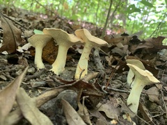 Hydnum subolympicum