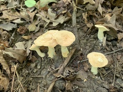 Hydnum subolympicum