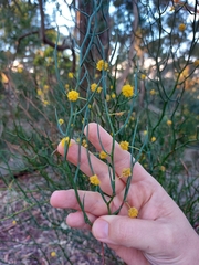 Acacia aphylla