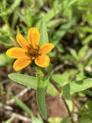 Zinnia haageana