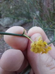 Acacia aphylla