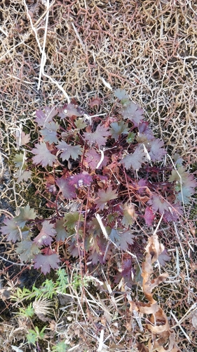 Image of Saxifraga maderensis by (c) Vítor Jorge, some rights reserved (CC BY)