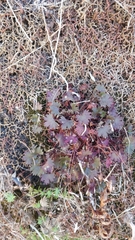 Saxifraga maderensis image