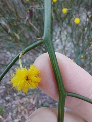 Acacia aphylla