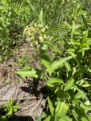 Asclepias ovata