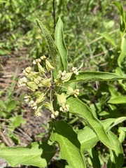 Asclepias ovata