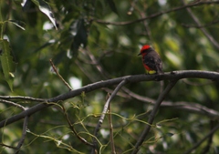 Pyrocephalus rubinus mexicanus