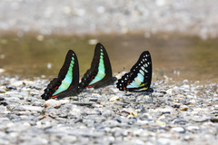 Graphium procles