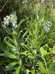 Lithospermum trinervium