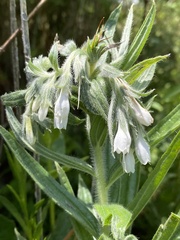 Lithospermum trinervium