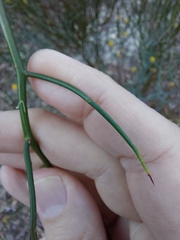 Acacia aphylla