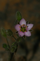 Rhodalsine geniculata