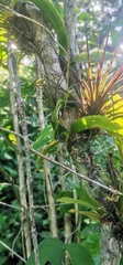 Leochilus carinatus, photograph (c) Victor De la Cruz, some rights reserved (CC BY)