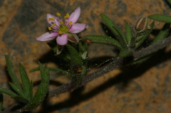 Rhodalsine geniculata