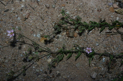 Rhodalsine geniculata