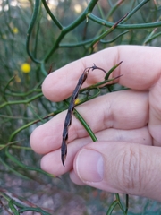 Acacia aphylla