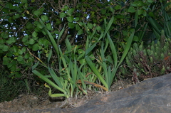 Pancratium foetidum foetidum